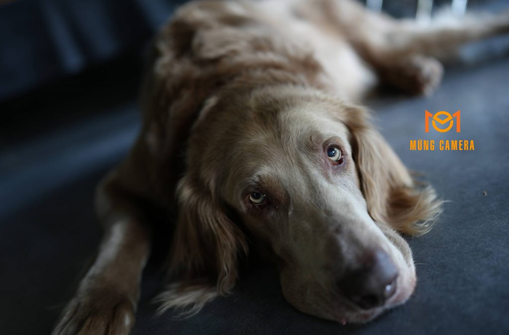 Máy ảnh Sony Alpha 7C II