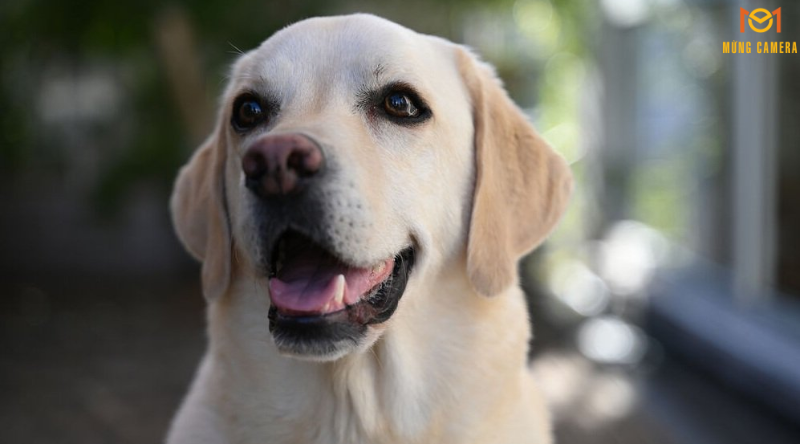 Hiệu ứng Bokeh đẹp